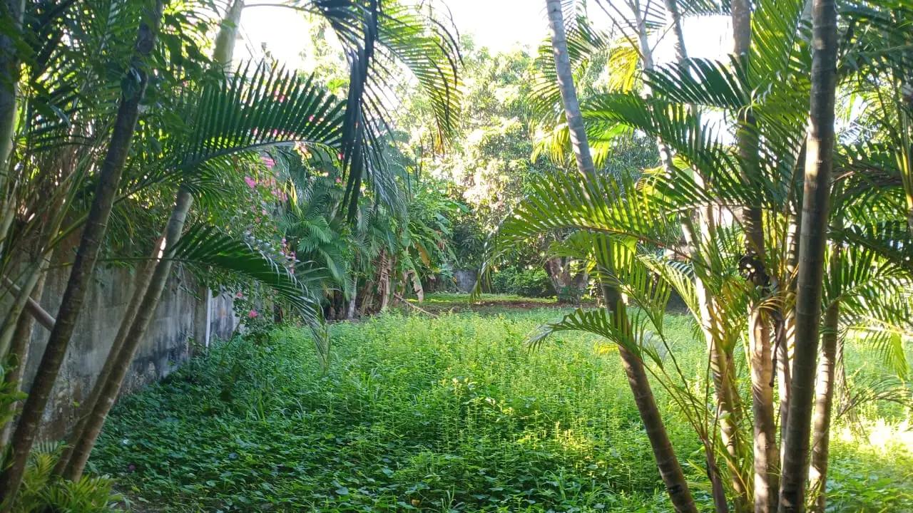 Sale / Dream Location in Jacó! 931 m² Lot Waiting for You - image 5