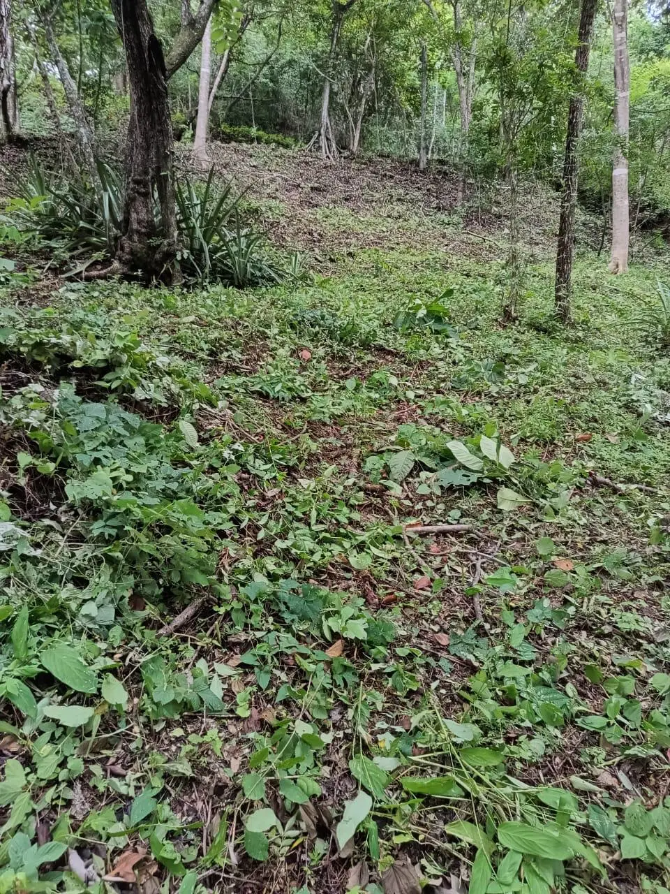 magnificent terraine  - image 8