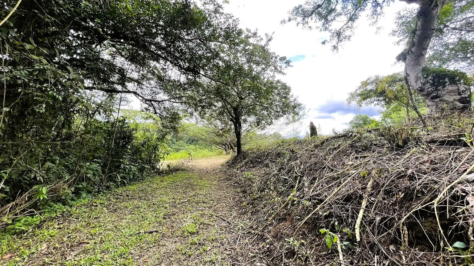 LAND FOR SALE IN SAN MIGUEL, NARANJO  - image 4