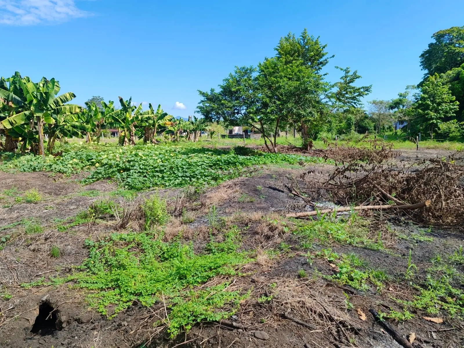 Expansive 4200sqm Land for Development or Farming near Playa Palo Seco, Parrita - image 5