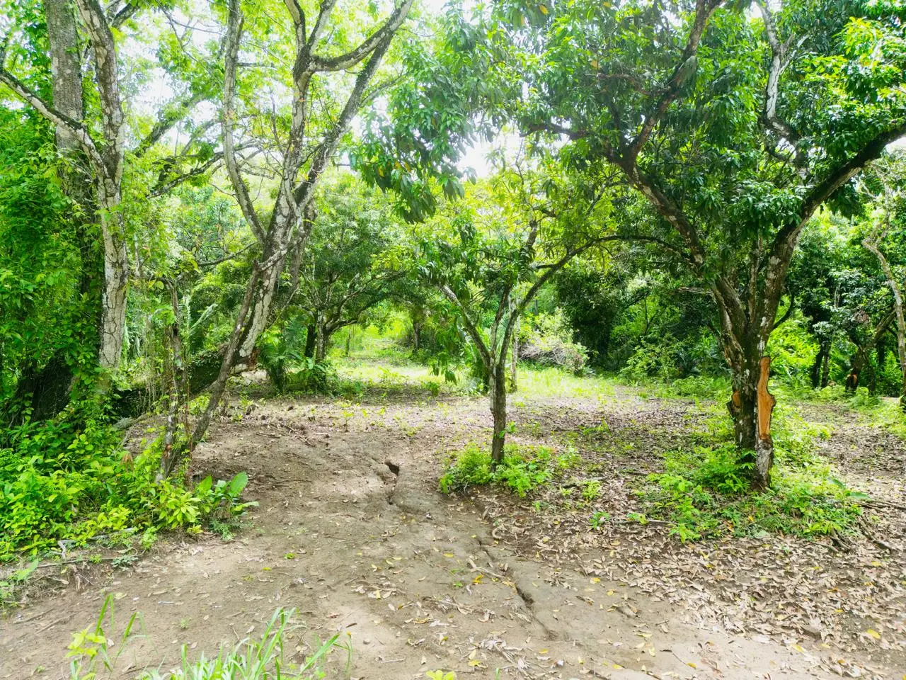 Enchanting 9,800 m² Land Surrounded by Jungle and Nature. A Peaceful Retreat Near Santa Teresa, Mal País, and Cabuya - image 4