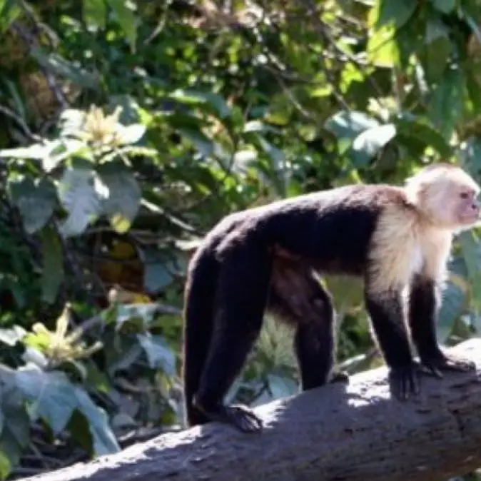 SALE / STUNNING CONDOMINIUM APARTMENTS, JACO, PUNTARENAS - image 15