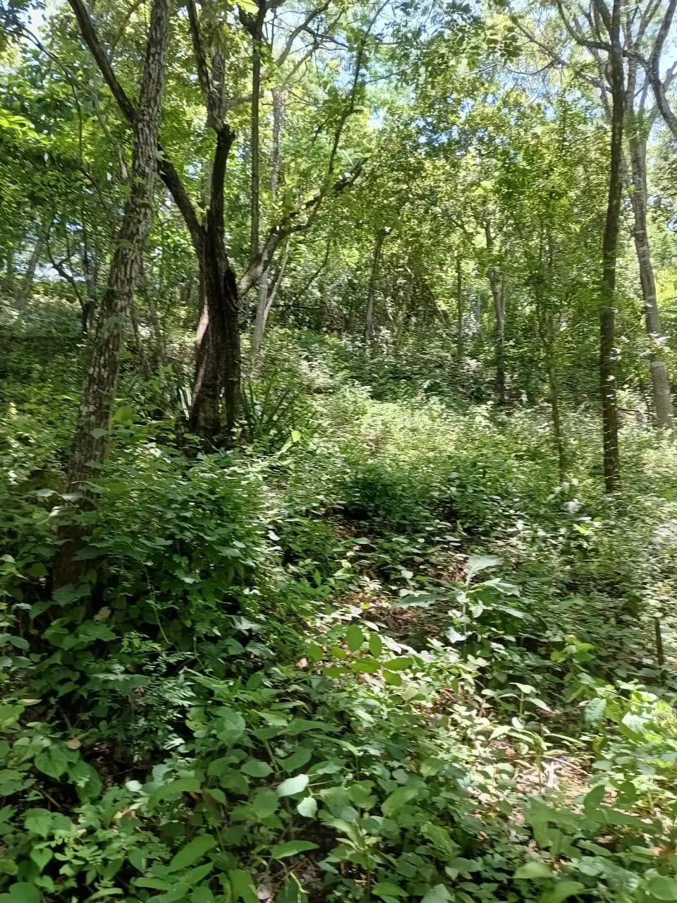 magnificent terraine  - image 4