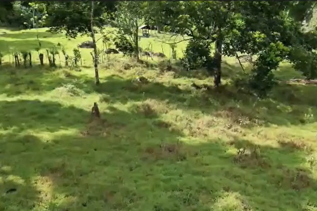 For Sale: Guapiles, Limón: Vast 6.2 Hectare Farm - image 3