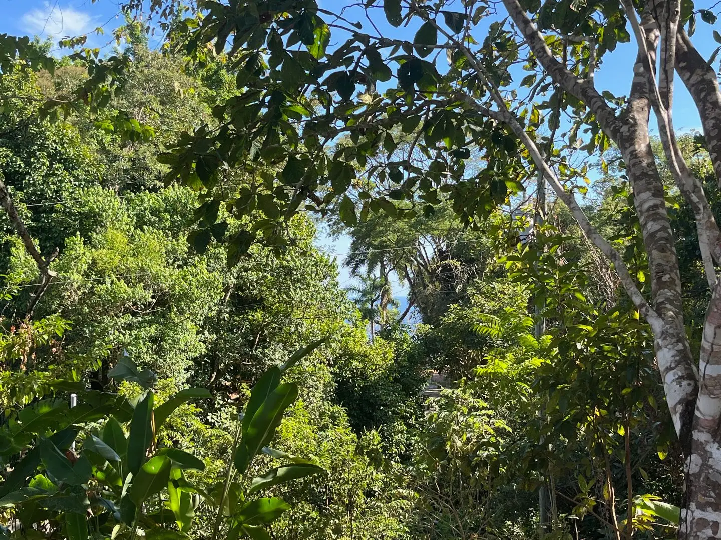 4000m2 Lot with parcial ocean views  in Delicias close to Montezuma and 20 min from Santa Teresa Ready to Build - image 9