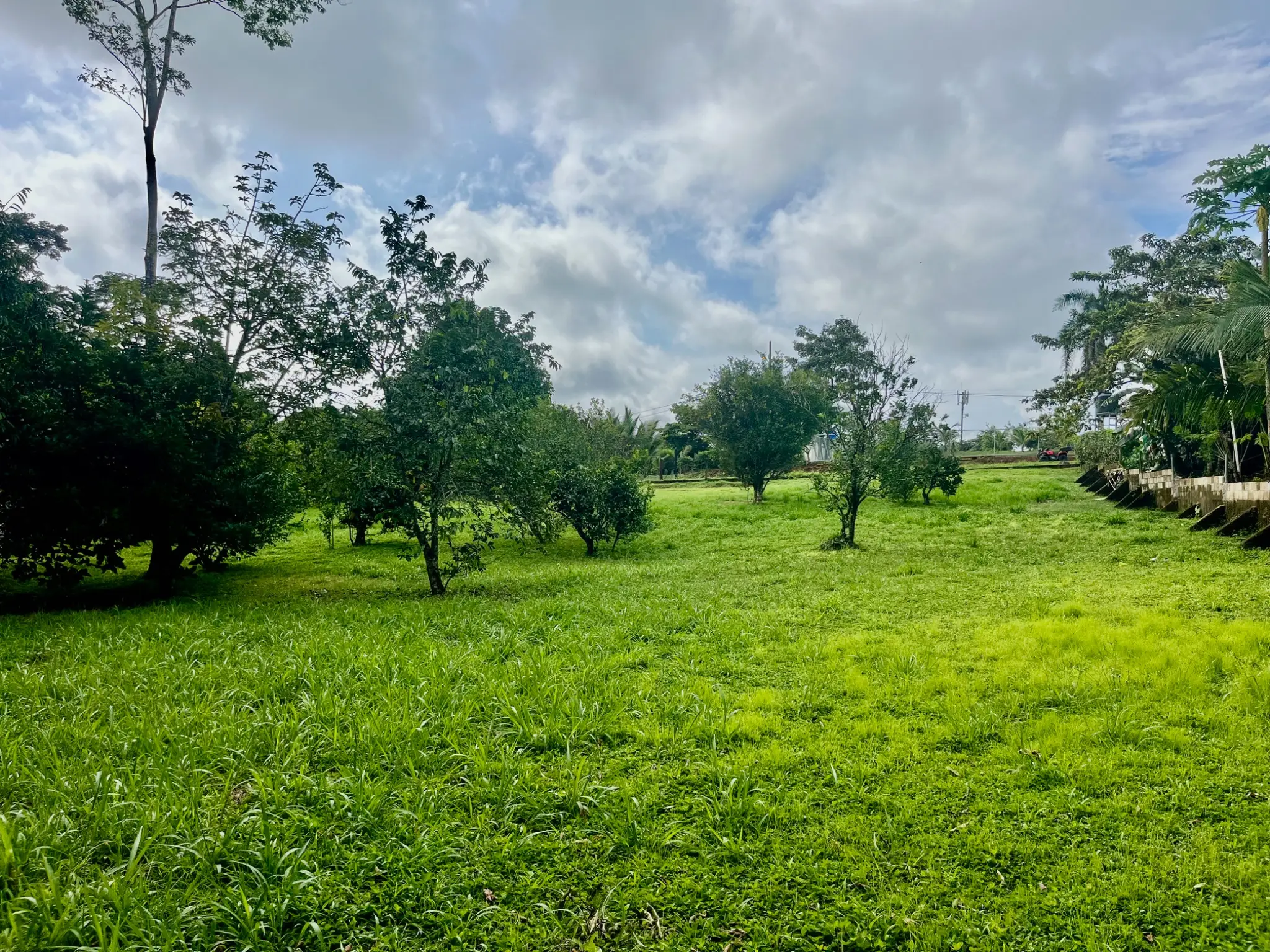 Spacious 2,600 m2 Lot with Fruit Trees near Santa Teresa - Ready to Build  - image 2