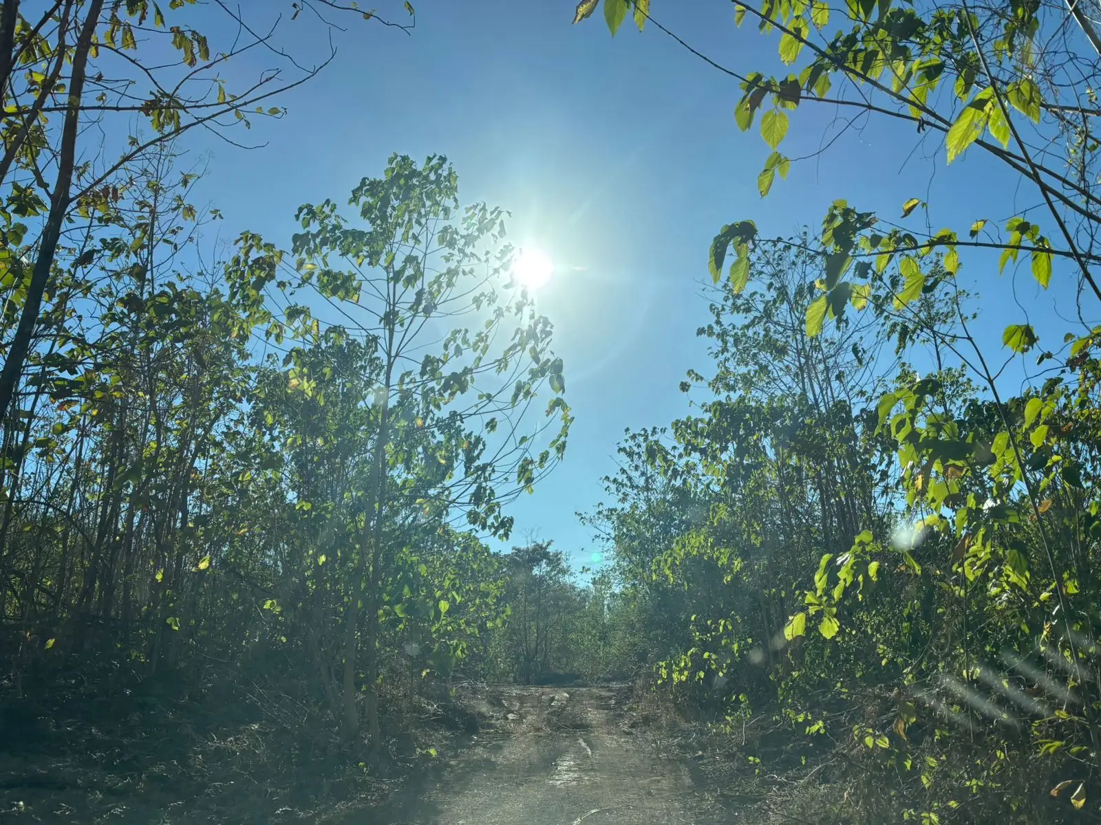 Expansive 7.3 Hectare Farm Land in Nicoya, Guanacaste – Prime Costa Rica Opportunity - image 4
