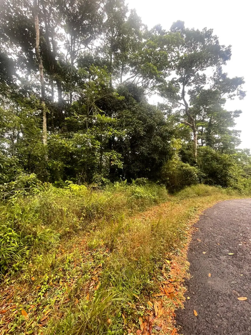 SALE / Dream Farm in the province of ALAJUELA - image 13