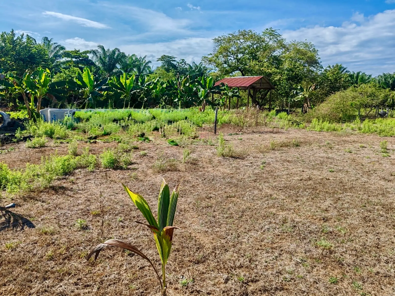 Expansive 4200sqm Land for Development or Farming near Playa Palo Seco, Parrita - image 6