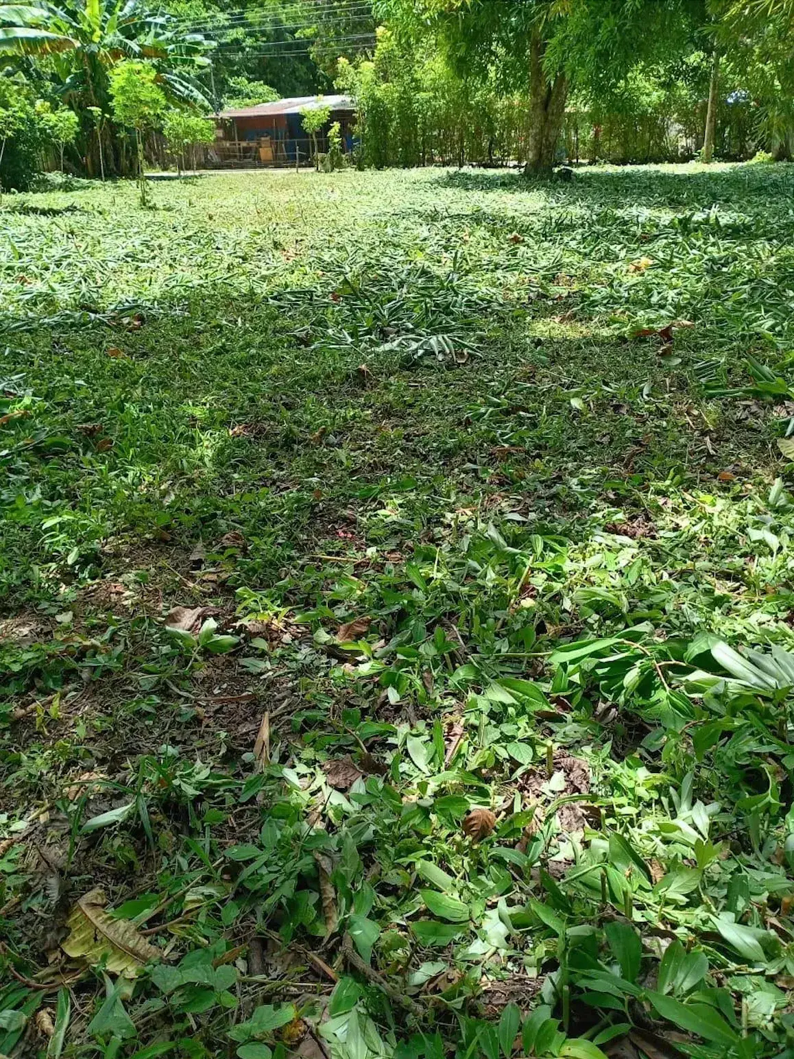 Strategically Located  Lot in Las Monas, Jacó – Near Beaches, Waterfalls & All Amenities - image 5