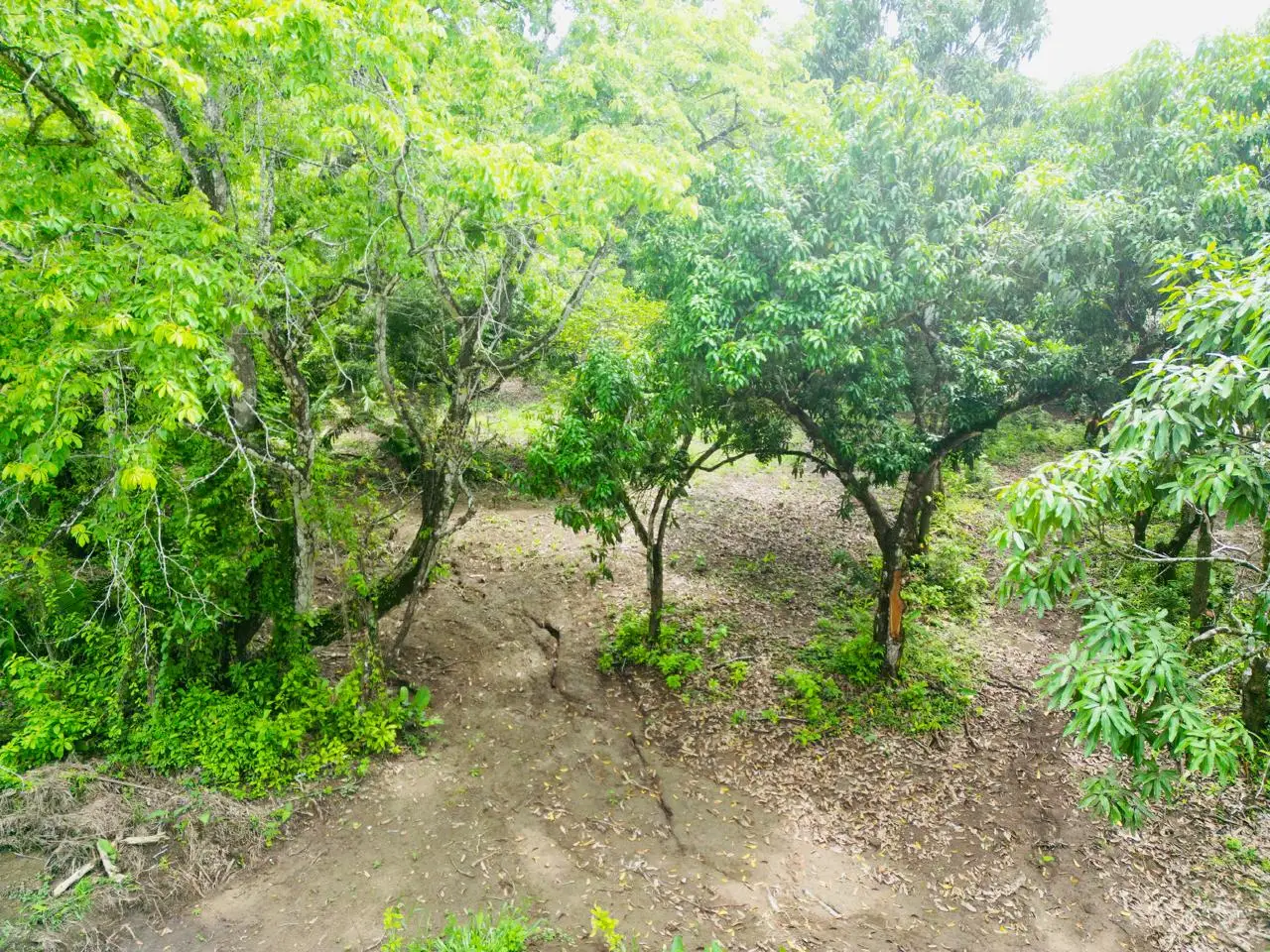 Enchanting 9,800 m² Land Surrounded by Jungle and Nature. A Peaceful Retreat Near Santa Teresa, Mal País, and Cabuya - image 5