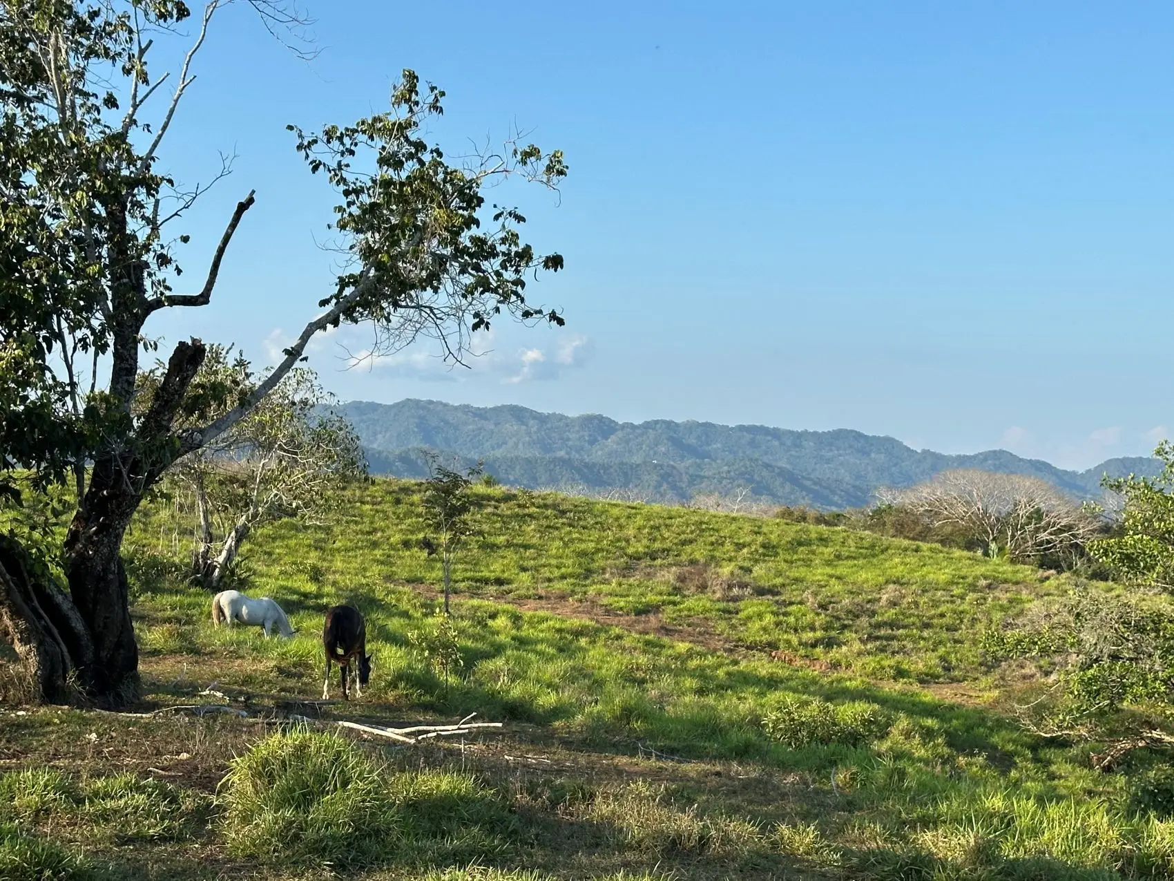 Exceptional 32-Hectare Finca for Sale Near Santa Teresa, Costa Rica – $12.50/m² - image 11