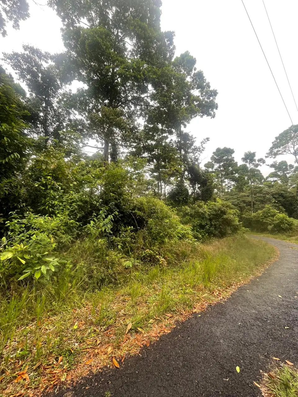 SALE / Dream Farm in the province of ALAJUELA - image 11