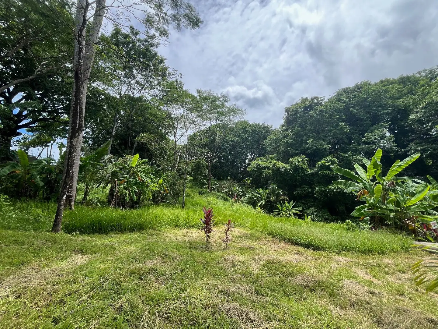 Dream Property in Delicias 7,100m² of Lush Land with Creek & Fruit Trees – Minutes from Santa Teresa - image 2