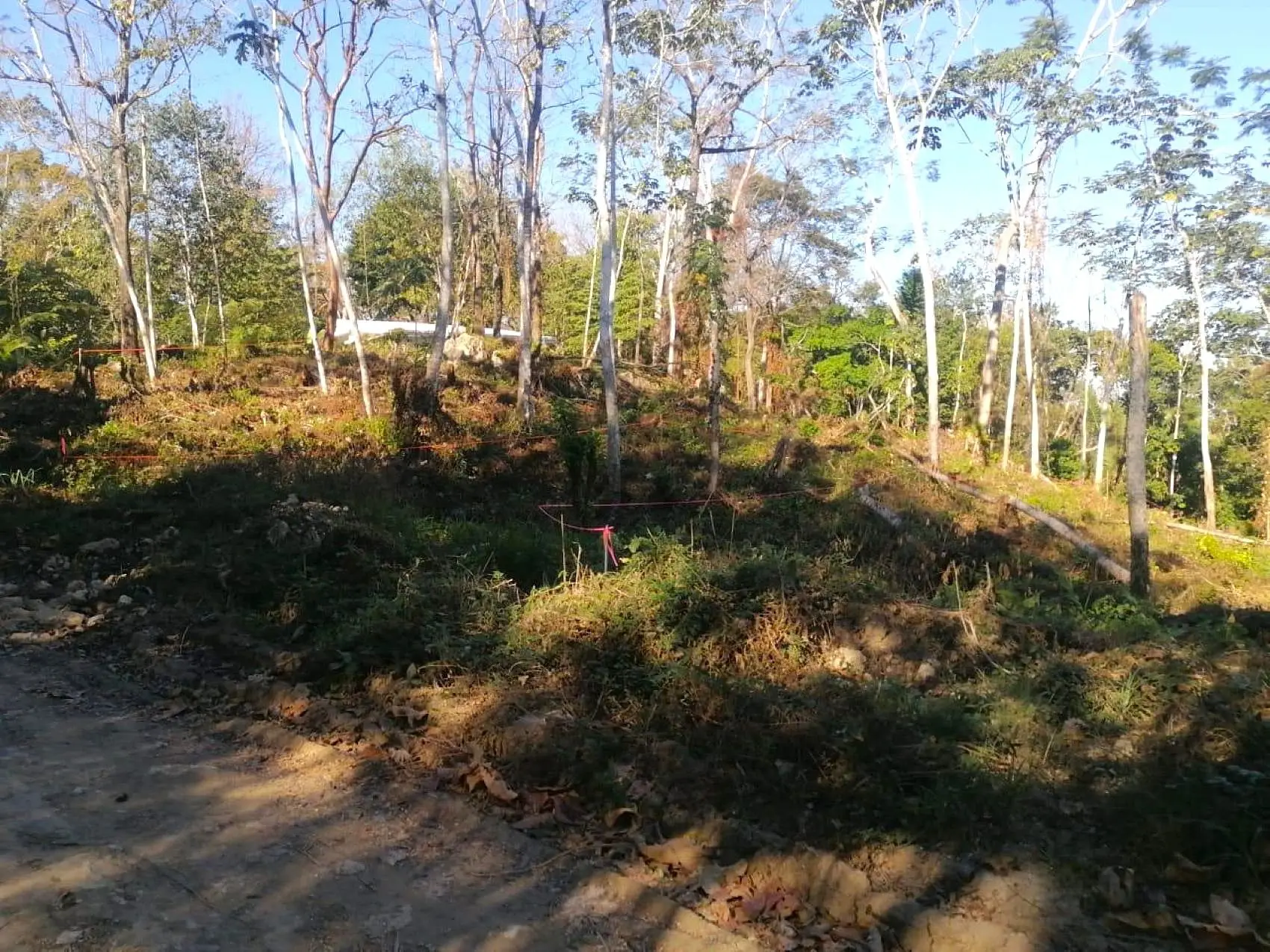 Amazing Tropical Mountain Lot for Sale - Santa Teresa - image 2