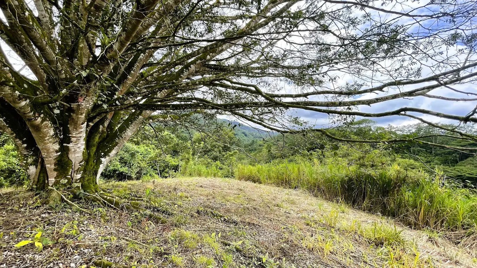 LAND FOR SALE IN SAN MIGUEL, NARANJO  - image 8