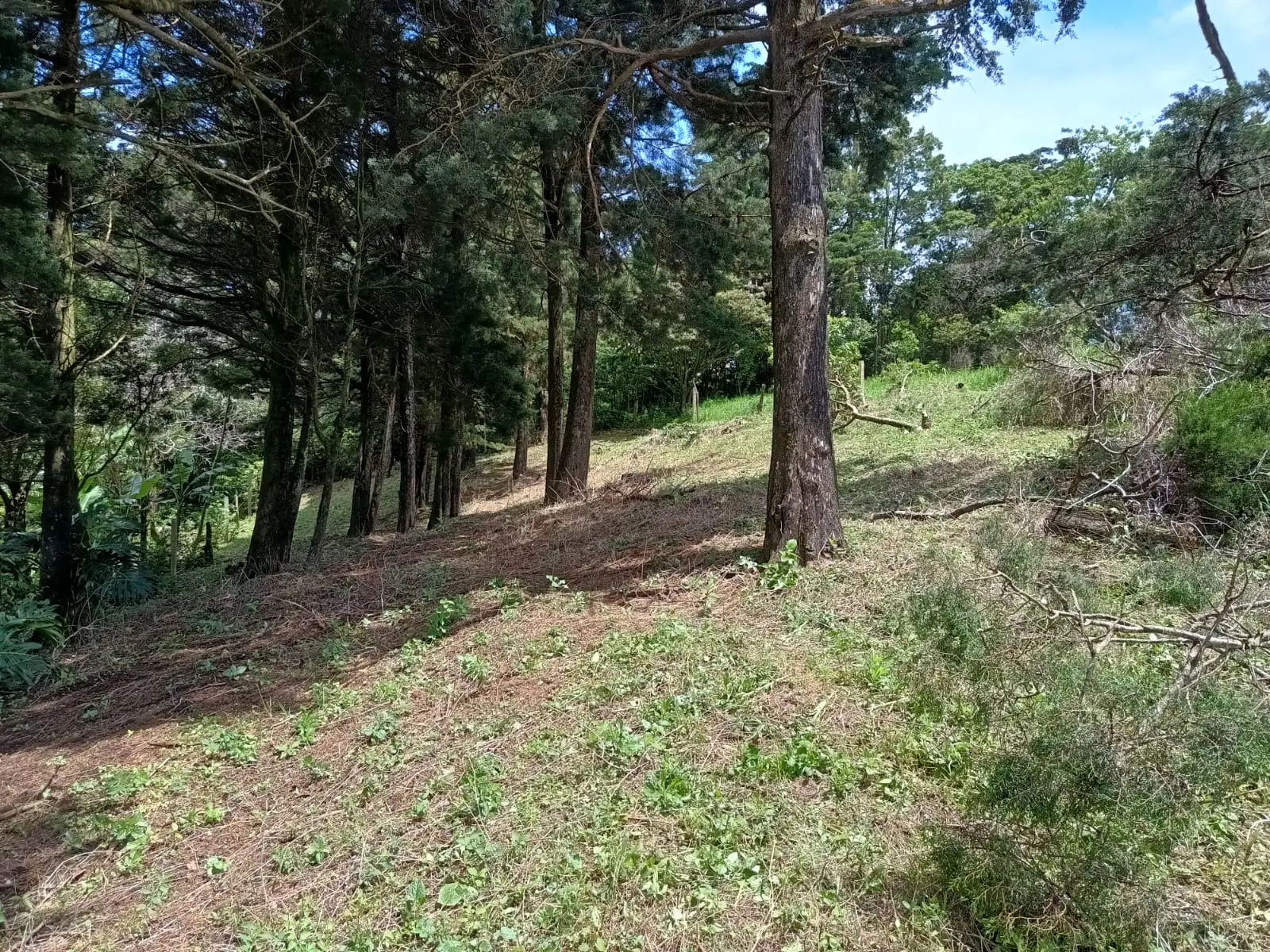 Prime Lot in Santa Elena, Monte Verde - Build Your Dream! - image 3