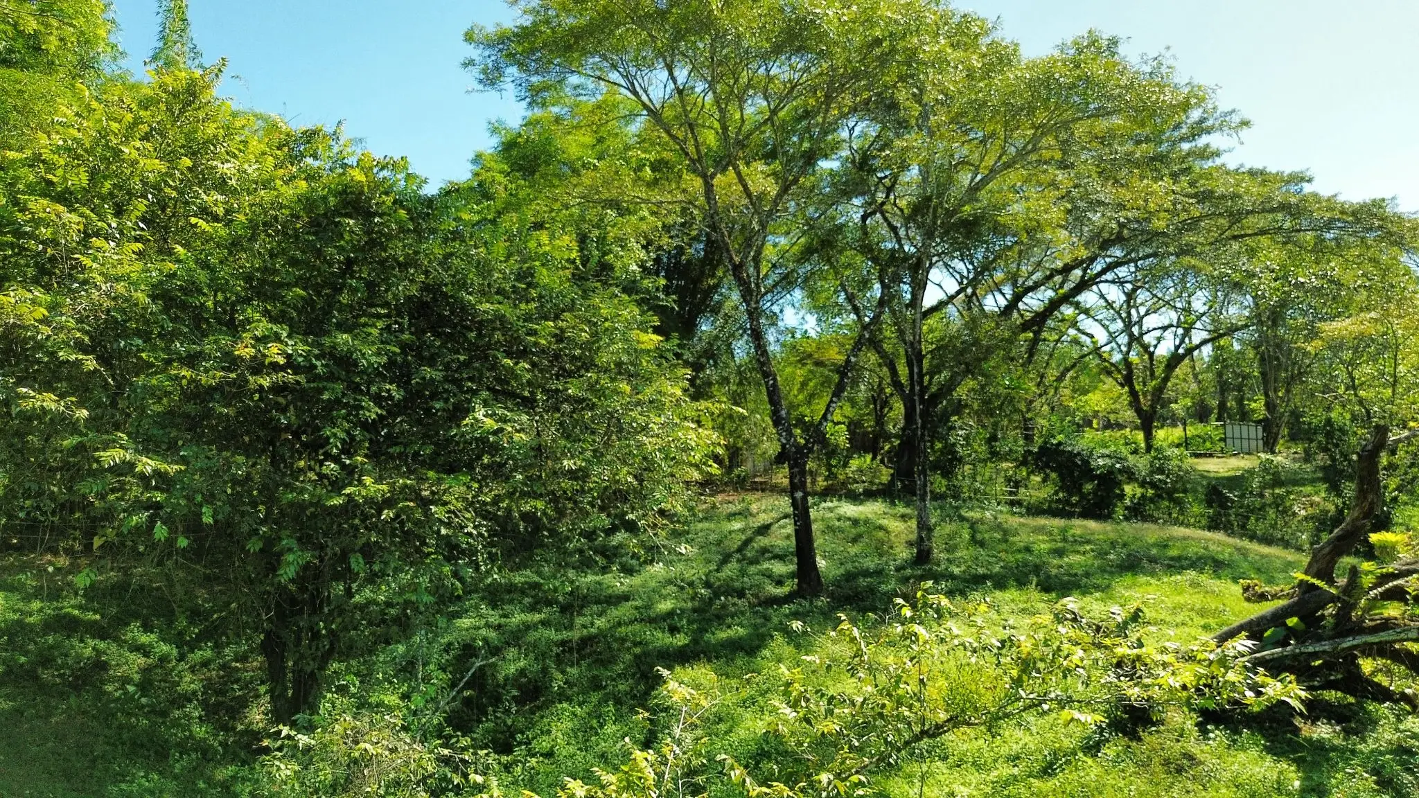 Serene 5000 m2 Lot-Lush Nature and Development Potenital- 10 Minutes from Santa Teresa - image 4