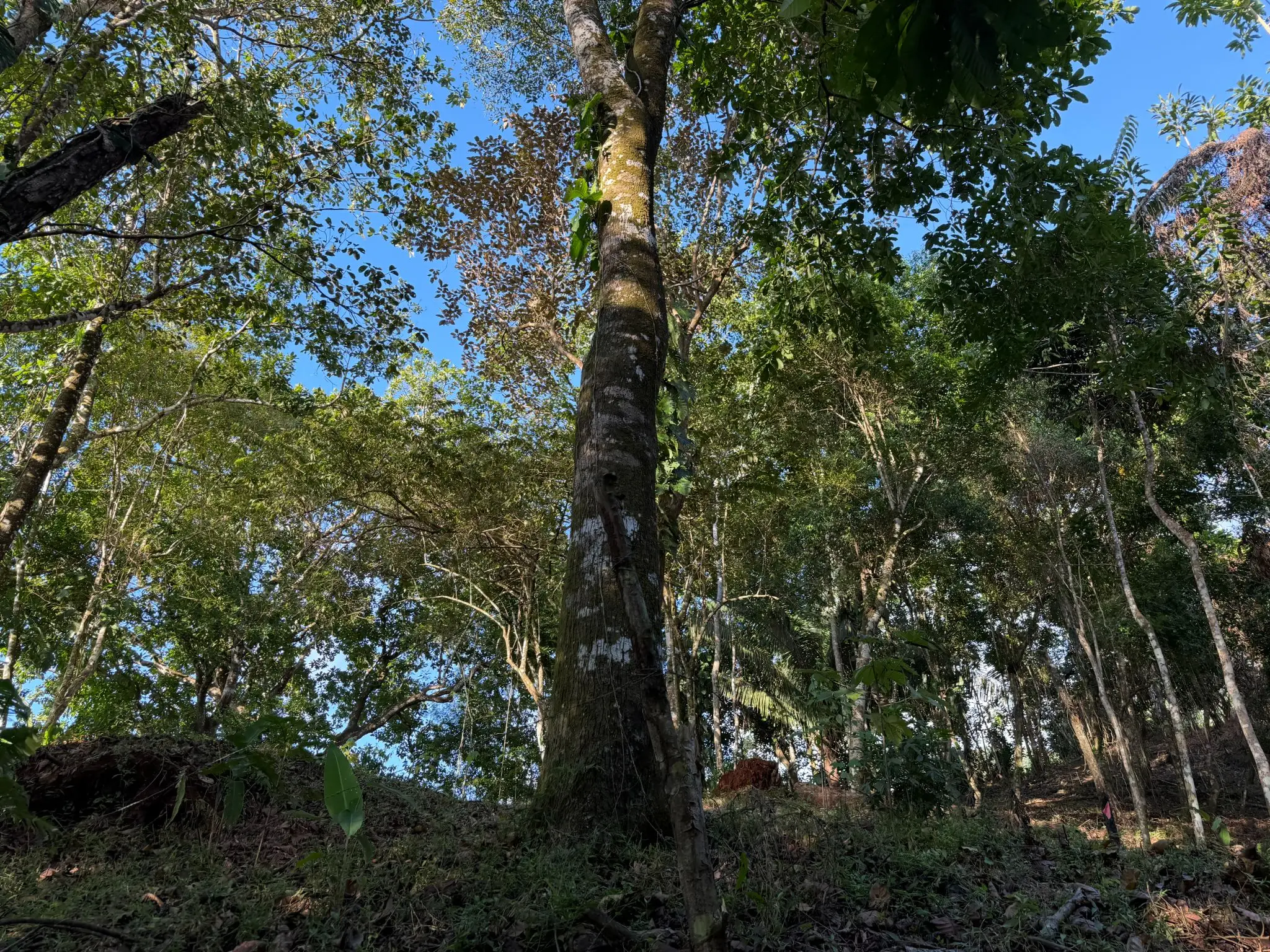 🌊 Luxury Tropical Investment: Ocean & Jungle View Lot with Approved Permits - image 11