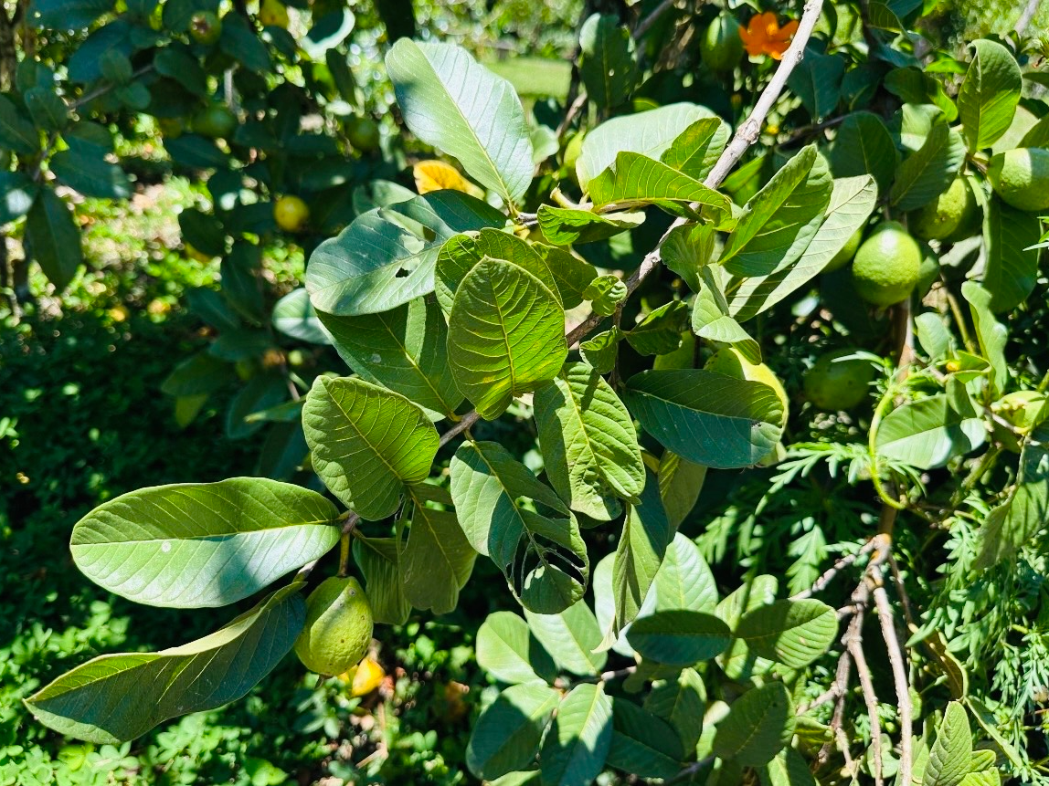 Sale / Very Nice Lot, El Mastate, Orotina, Alajuela - image 10