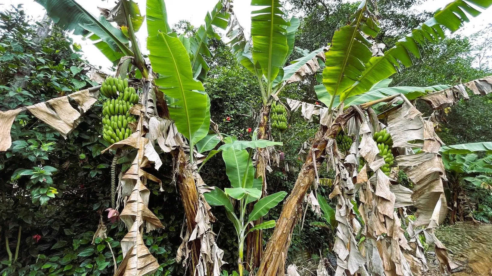 LOT WITH HOUSE FOR SALE IN ZARAGOZA, PALMARES - image 14