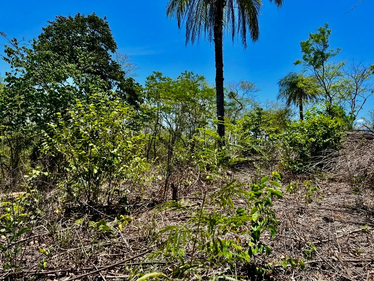 Prime Development Land Overlooking Carara Reserve & Tárcoles River | 2 Hectares - image 5