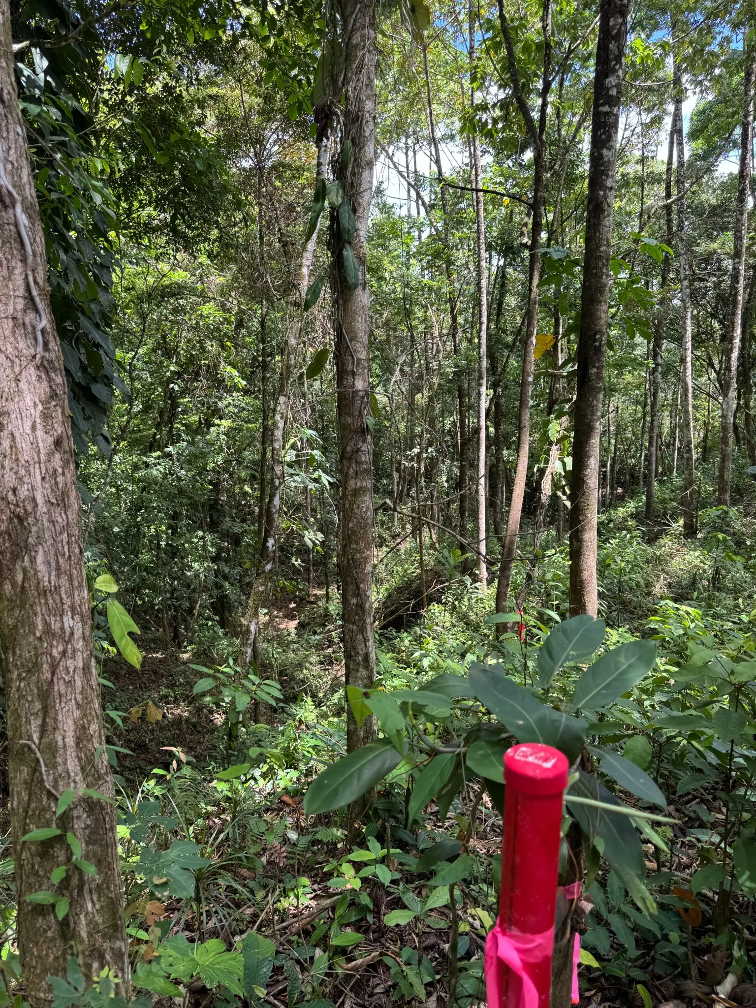 SALE / Dream Farm in the province of ALAJUELA - image 7