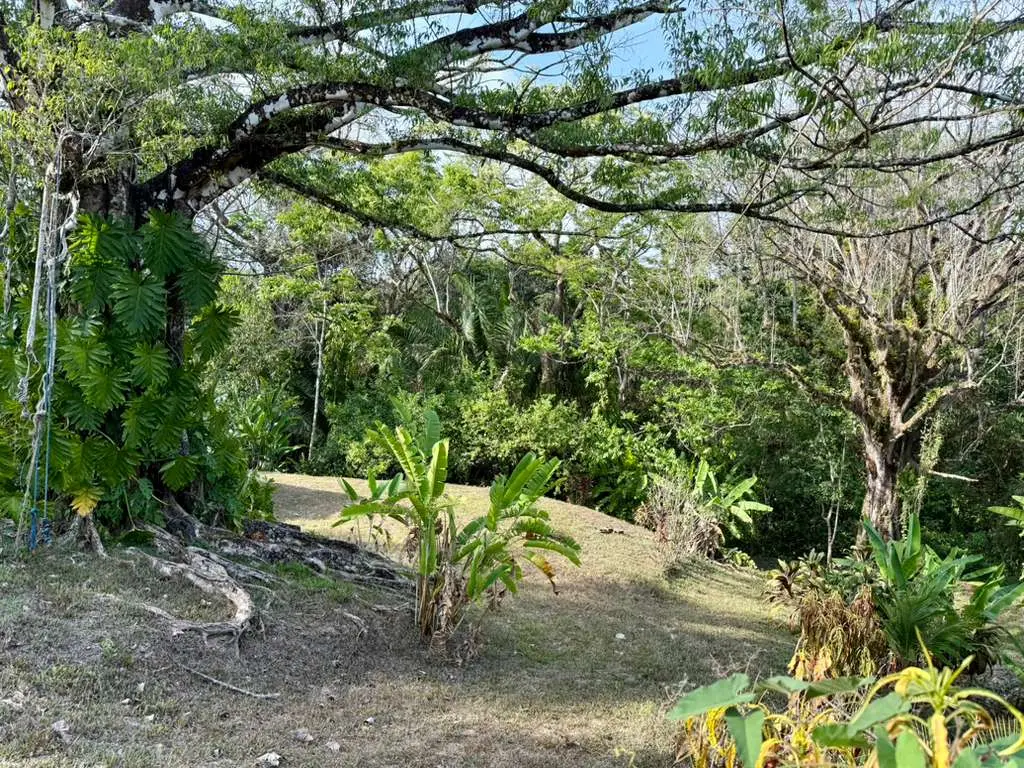 Jungle Lot 1,494 m² in Delicias with  Container Storage & Home Potential | 15 Min to Playa Carmen - image 4