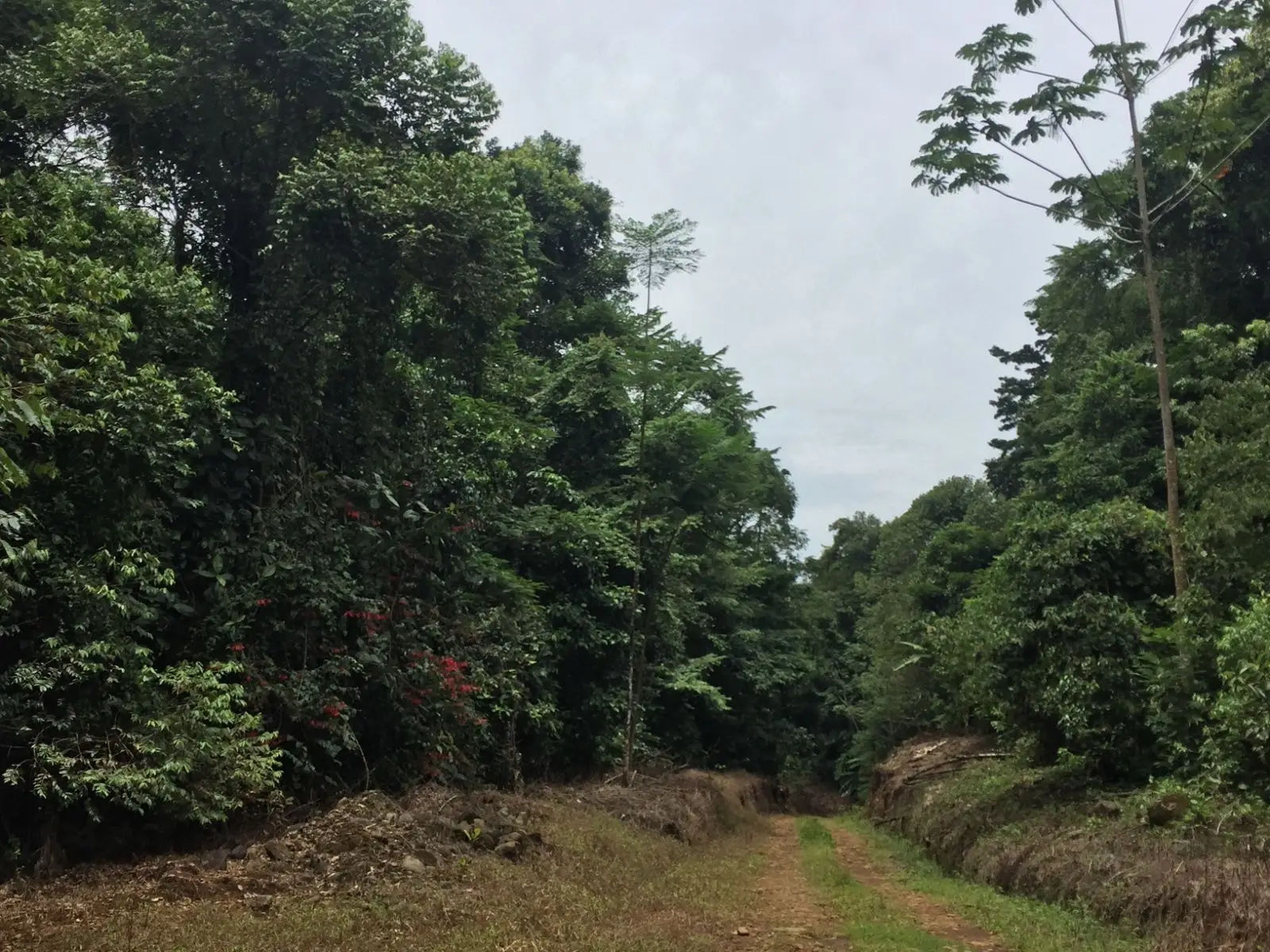 Majestic 83-Hectare Ranch & Agricultural Land in Sarapiquí, Costa Rica | Develop Your Dream - image 10