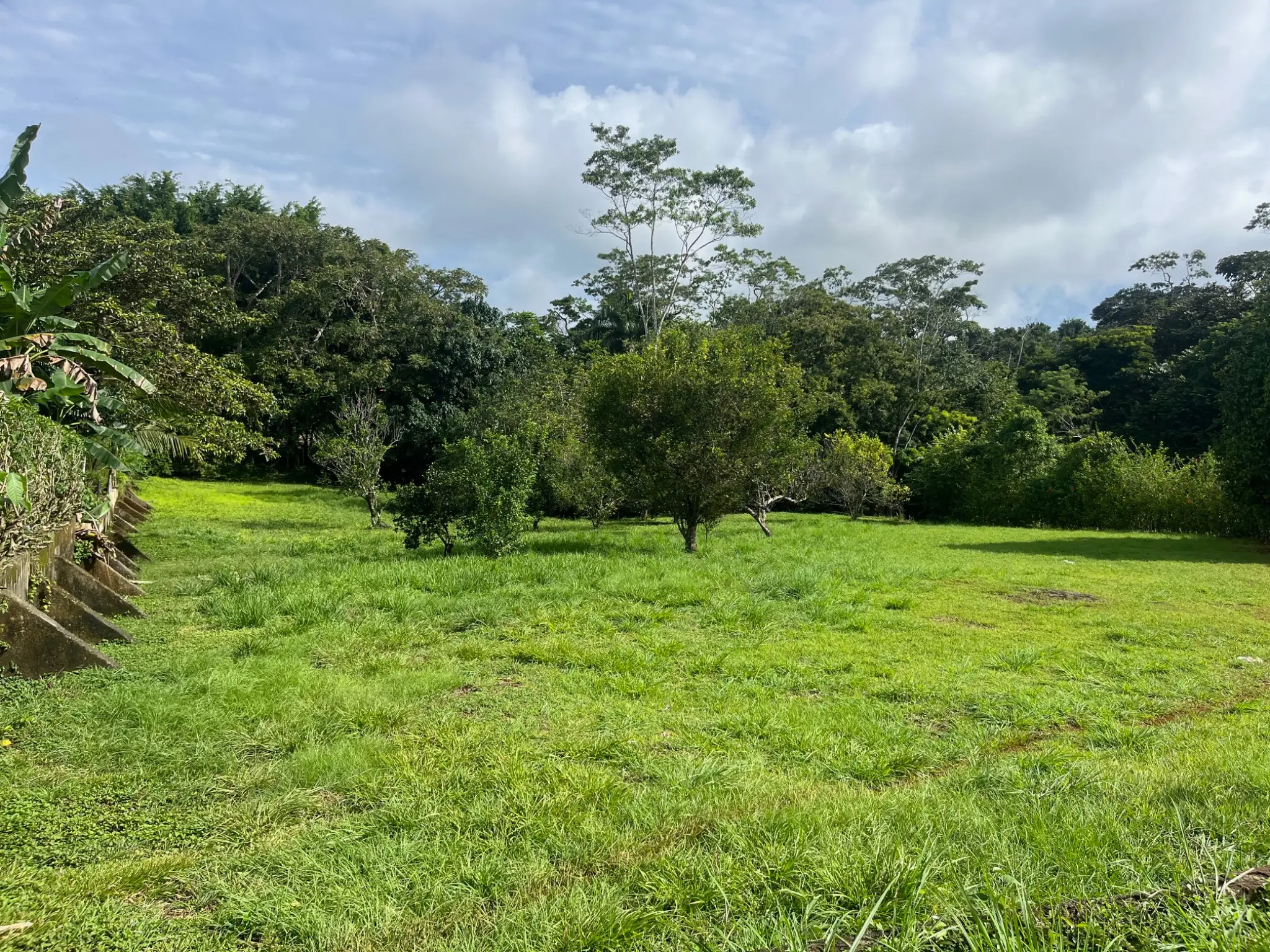 Spacious 2,600 m2 Lot with Fruit Trees near Santa Teresa - Ready to Build  - image 8
