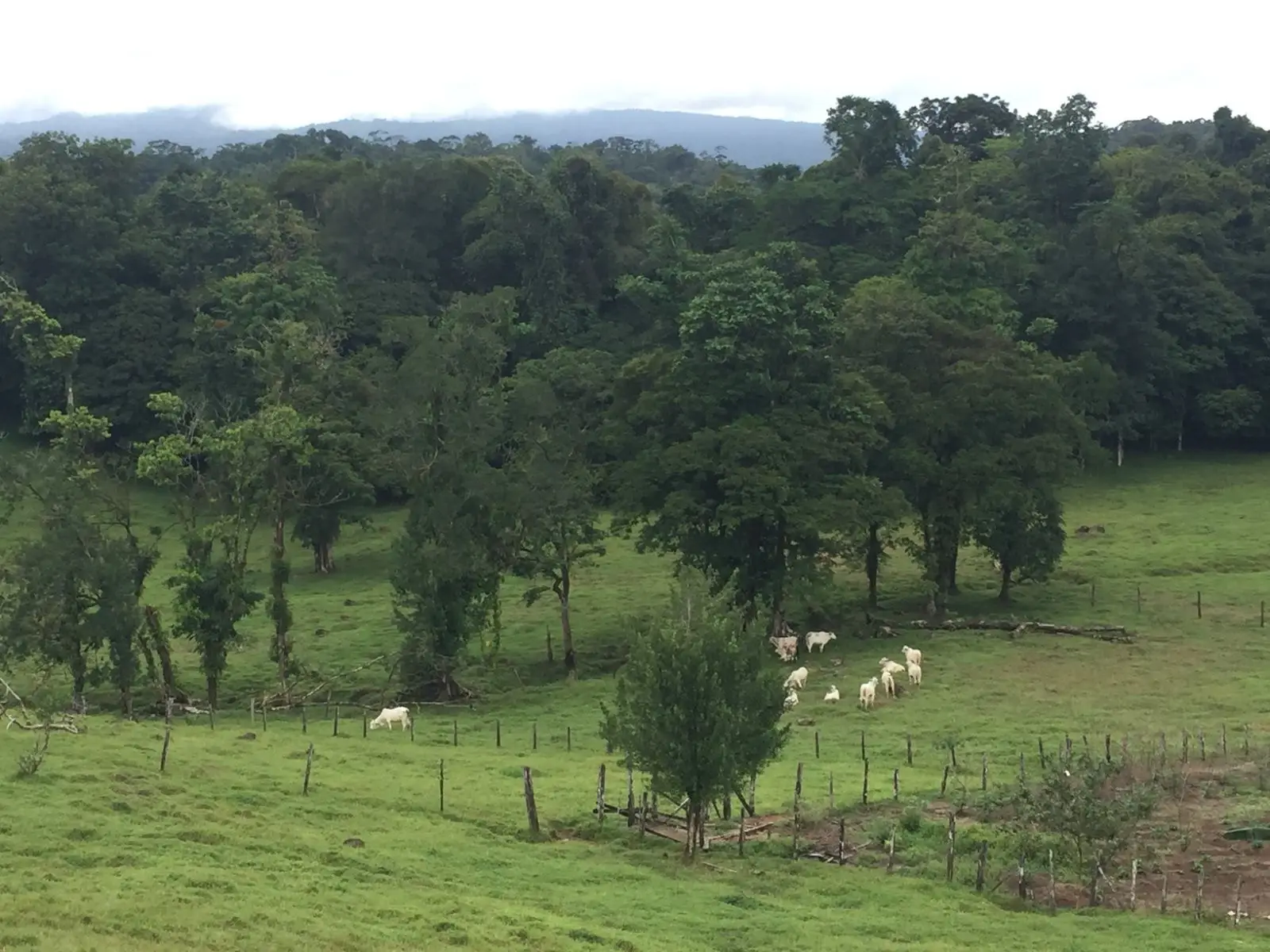 Majestic 83-Hectare Ranch & Agricultural Land in Sarapiquí, Costa Rica | Develop Your Dream - image 4