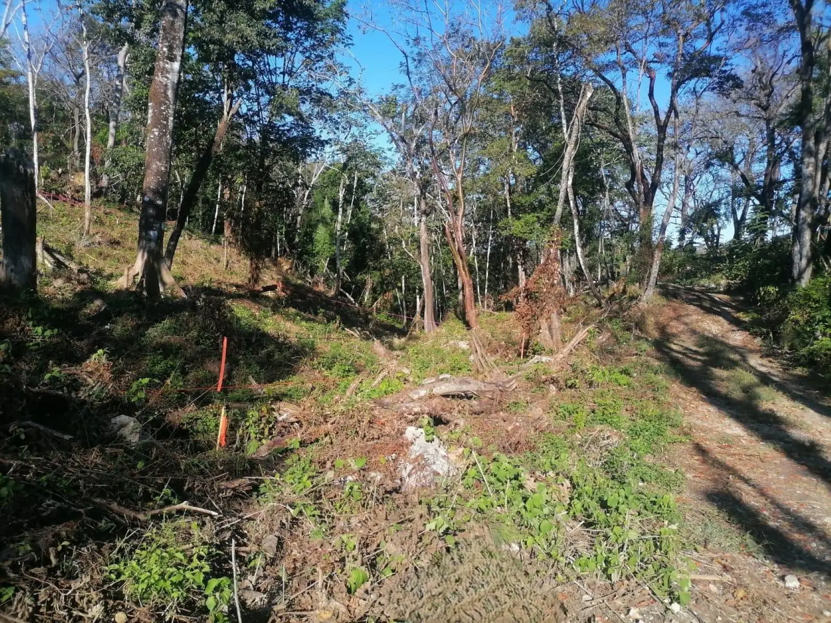 Serene & Buildable Jungle Lot in Santa Teresa – Nature at Your Doorstep - image 11