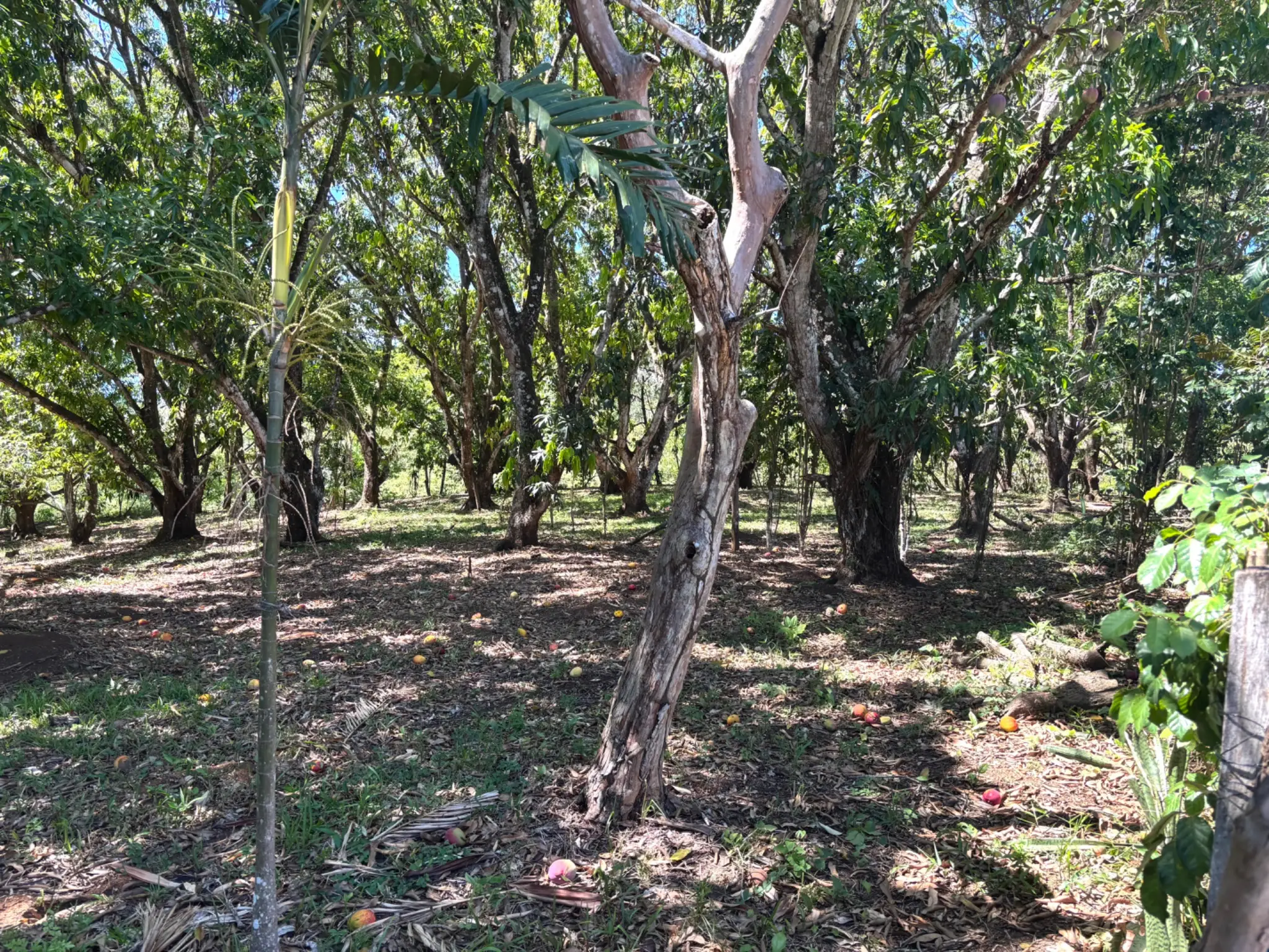 Sale / Very Nice Lot, El Mastate, Orotina, Alajuela - image 4