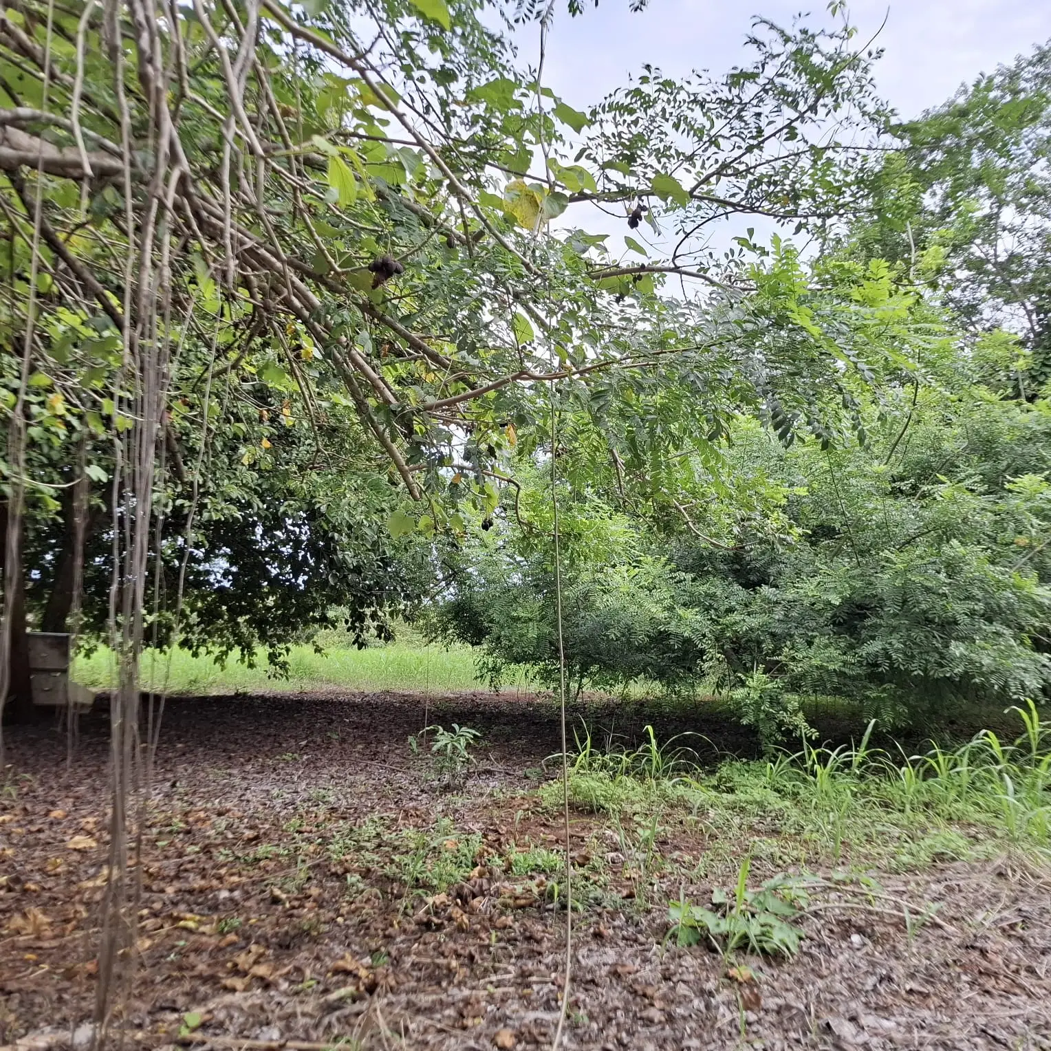 Garabito Land: 4-Acre Lot in Eco Desarrollo Community - image 8