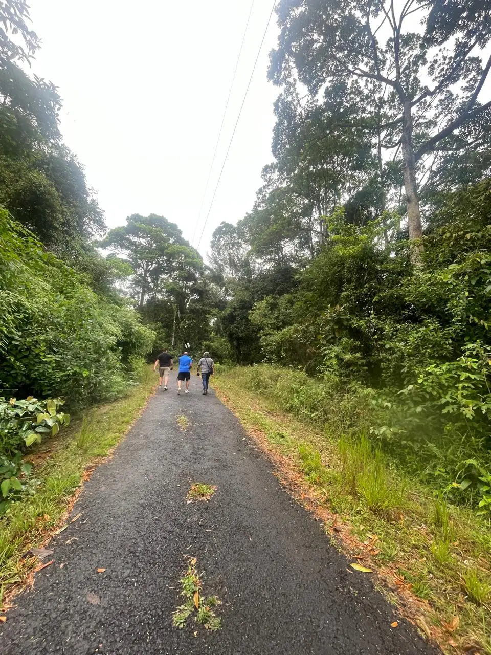 SALE / Dream Farm in the province of ALAJUELA - image 9