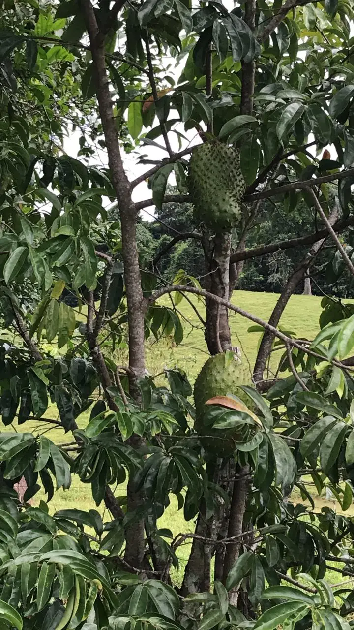 Majestic 83-Hectare Ranch & Agricultural Land in Sarapiquí, Costa Rica | Develop Your Dream - image 2