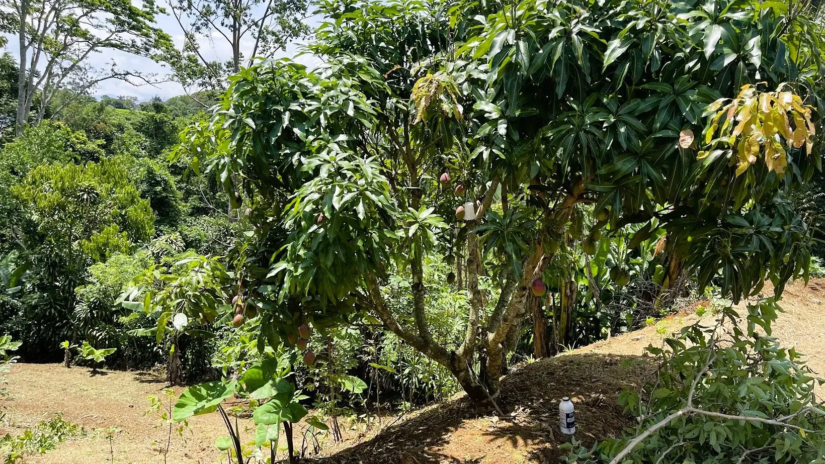 LOT FOR SALE IN ZARAGOZA, PALMARES  - image 7