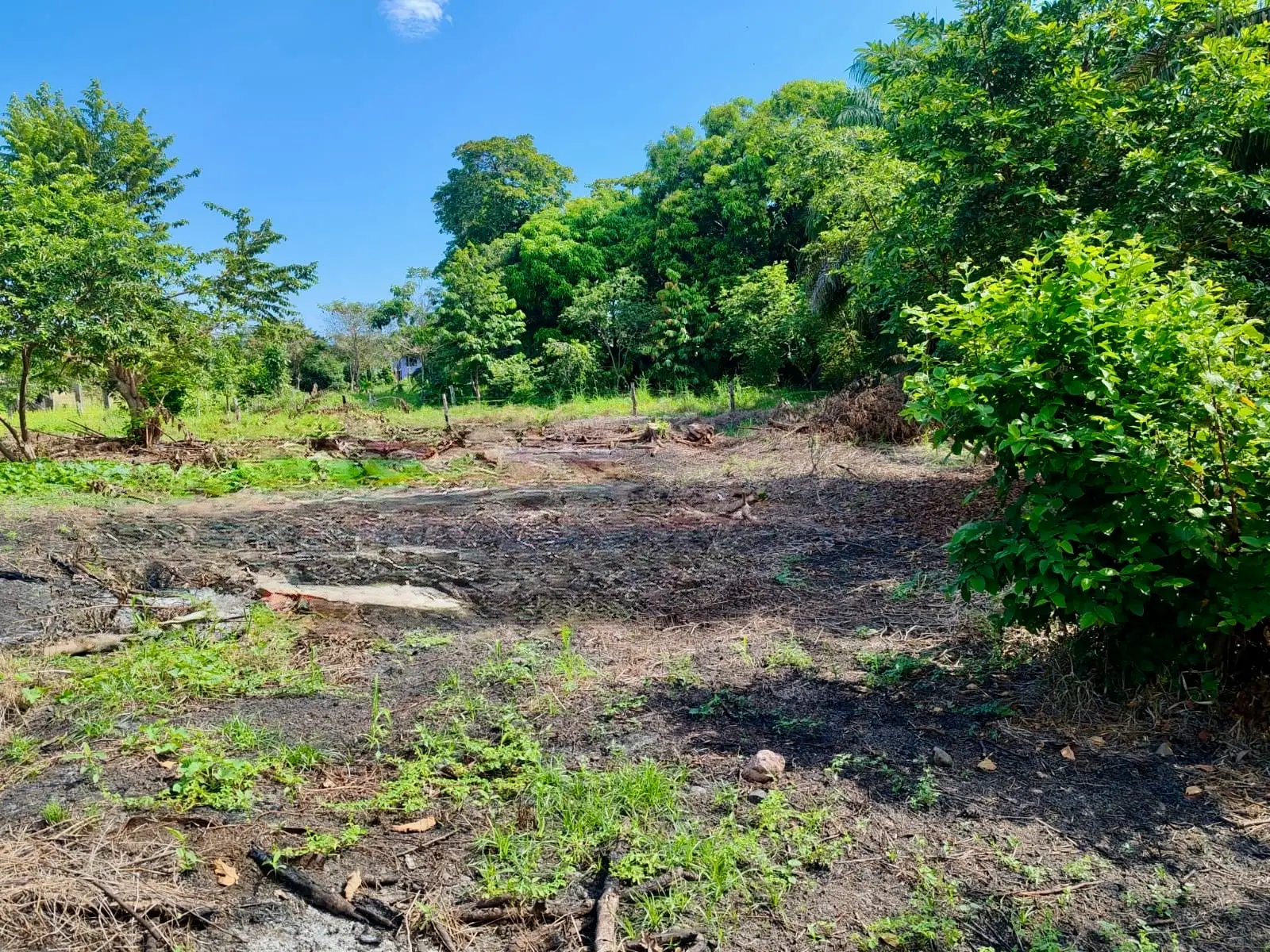 Expansive 4200sqm Land for Development or Farming near Playa Palo Seco, Parrita - image 9