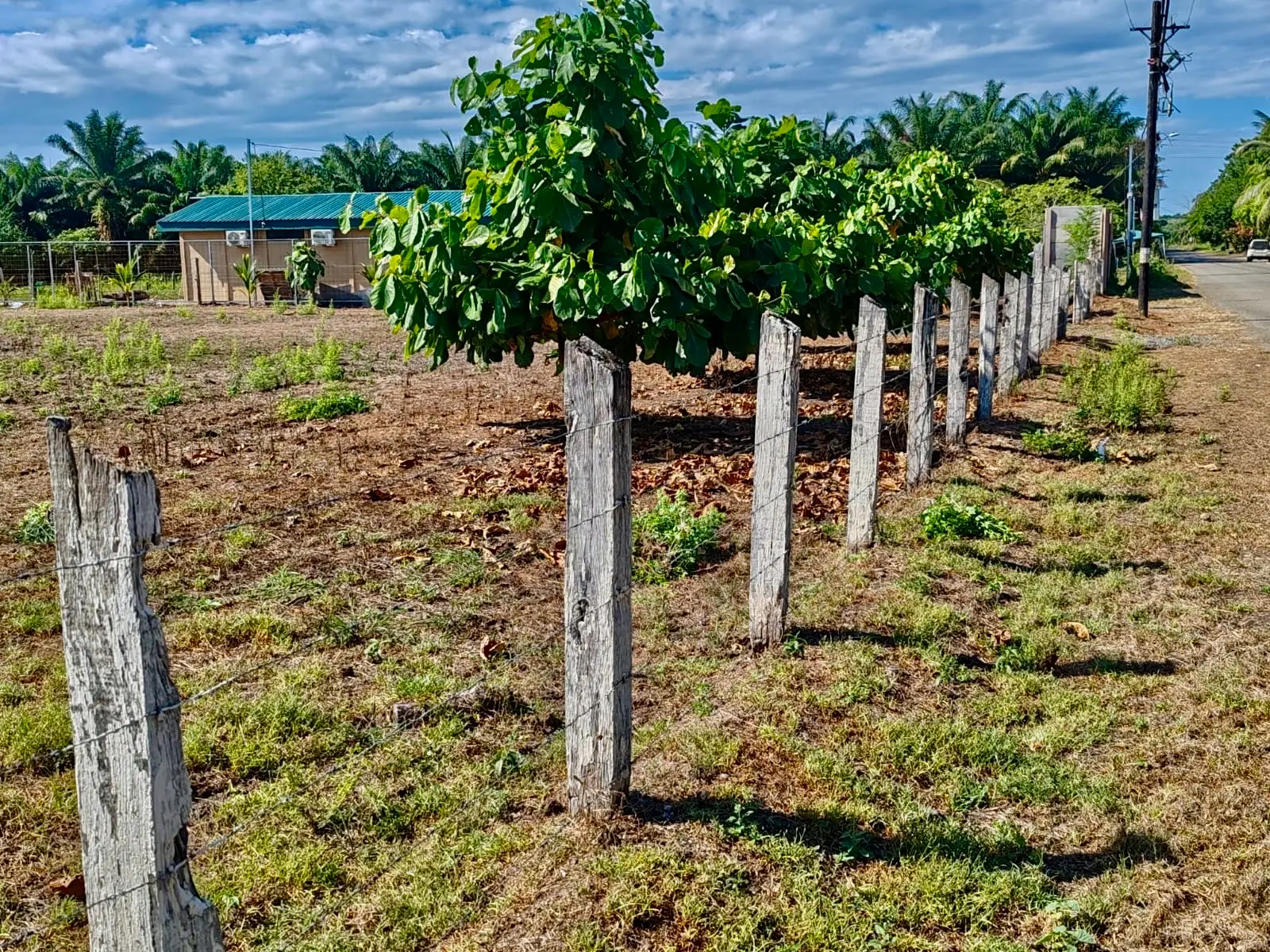 Expansive 4200sqm Land for Development or Farming near Playa Palo Seco, Parrita - image 8