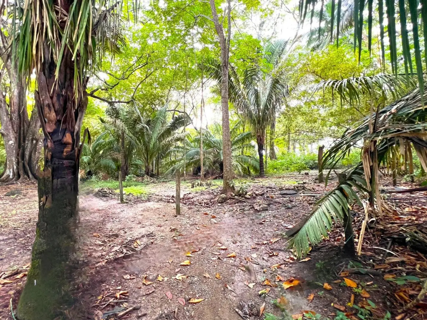 Exclusive Beach property in Playa Hermosa, Costa Rica – ready for a luxury villa or boutique hotel, with direct beach access and permits in place. - image 7