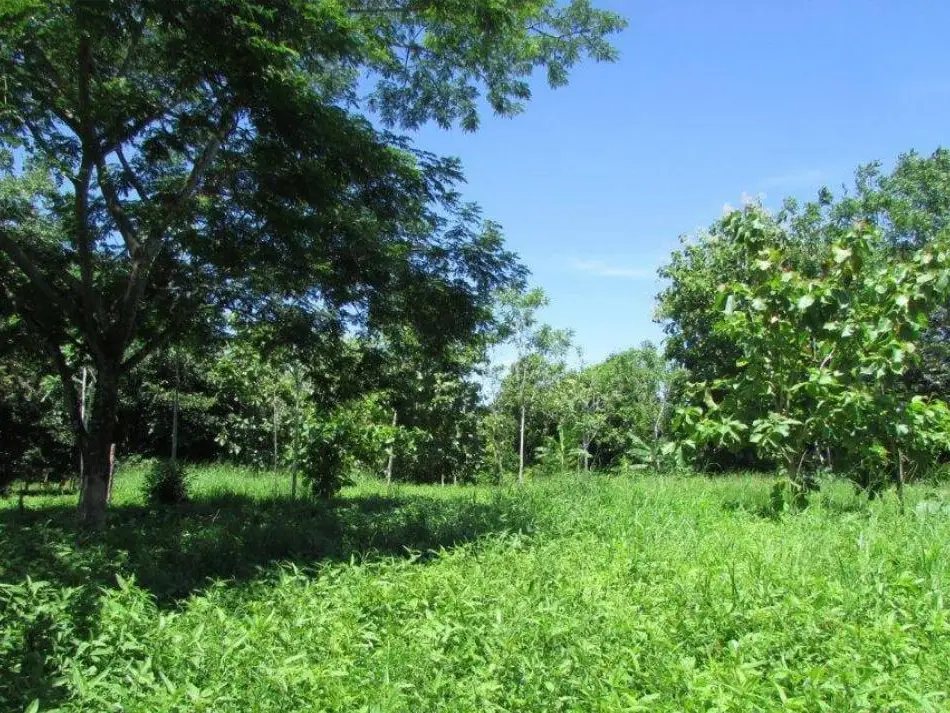 Más de 1 Hectárea en Venta en Parrita – Ideal para Urbanización Residencial - image 4