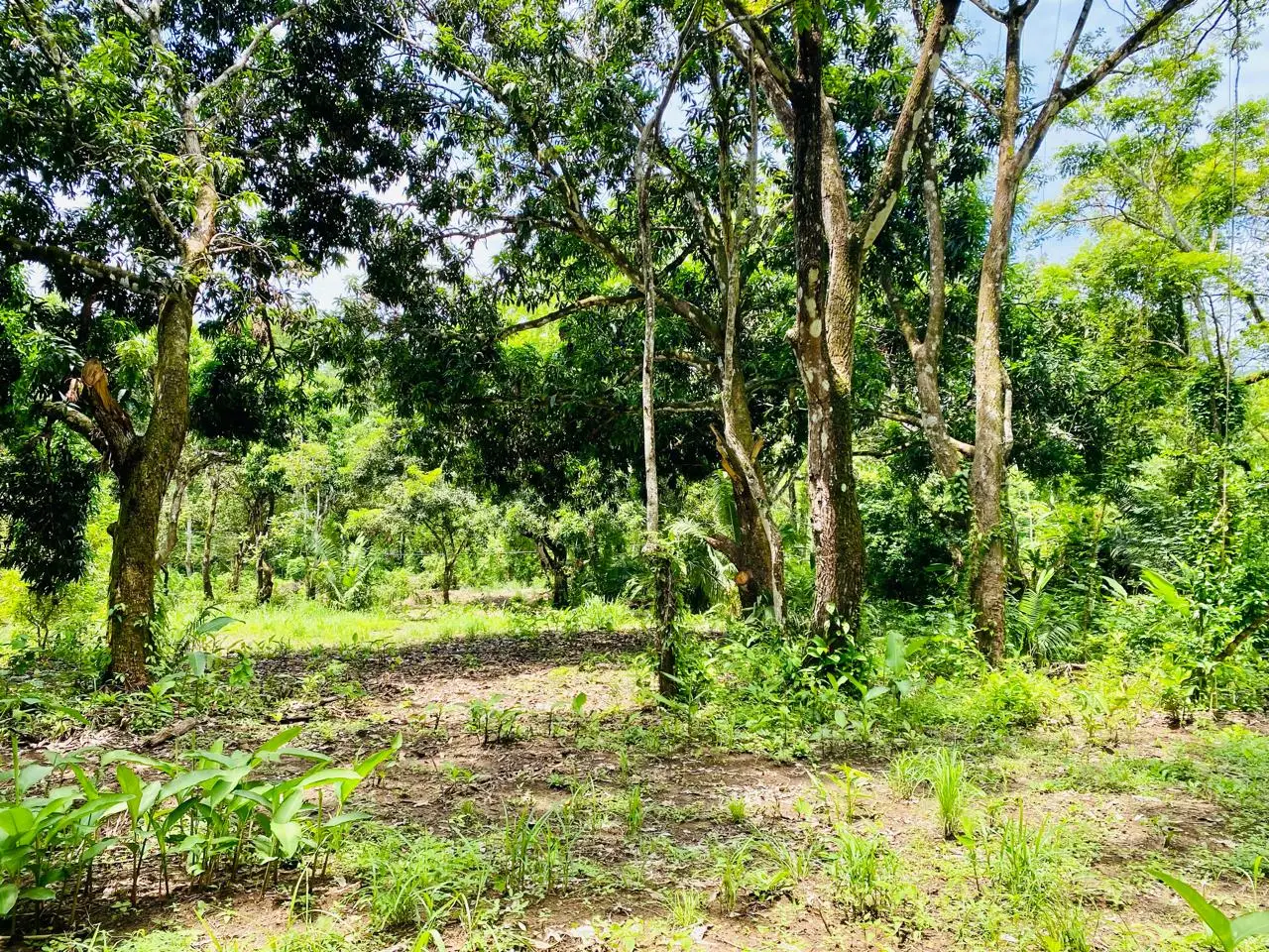 Enchanting 9,800 m² Land Surrounded by Jungle and Nature. A Peaceful Retreat Near Santa Teresa, Mal País, and Cabuya - image 13