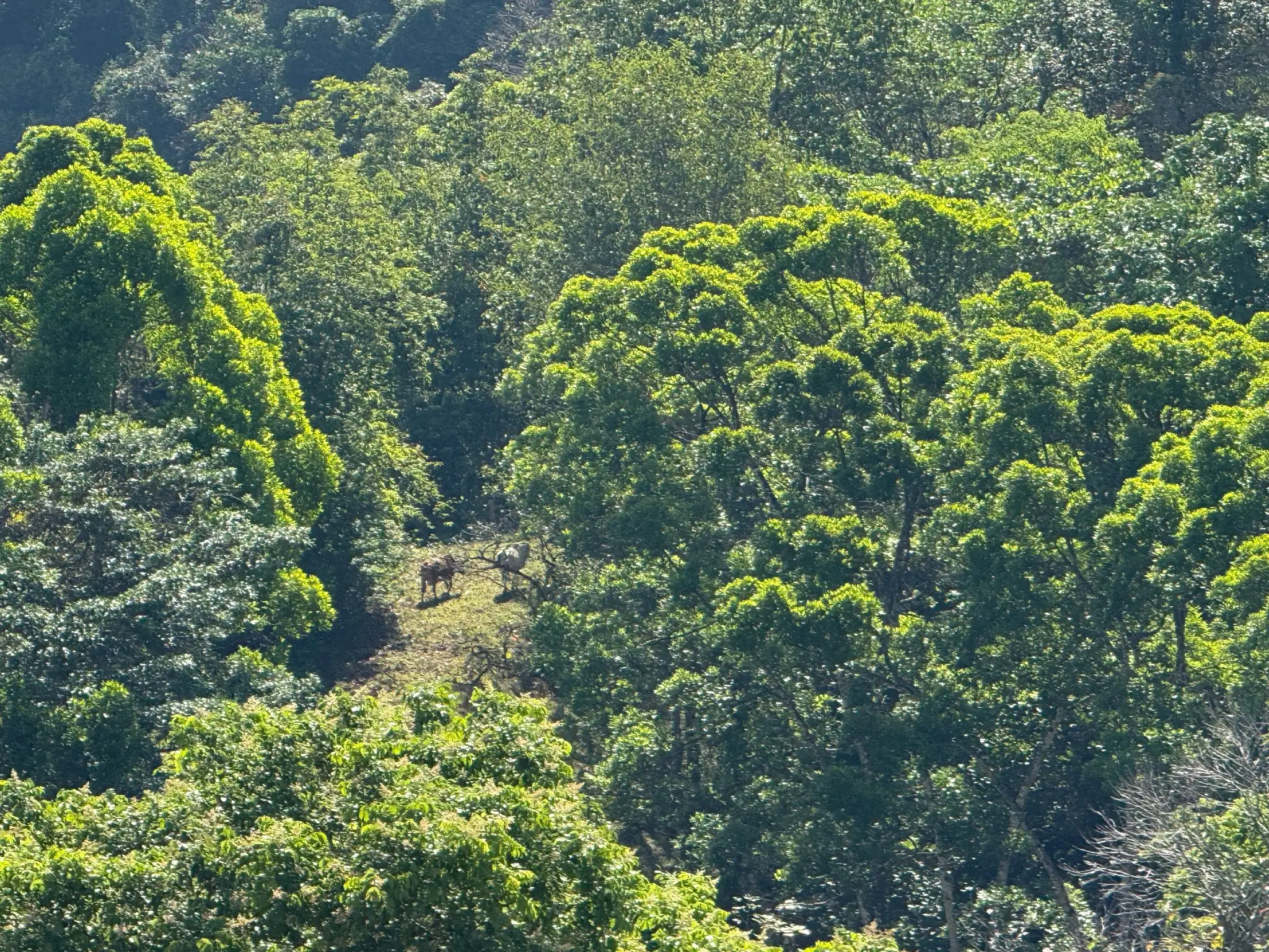 Eco-Luxury Mountain Santuary  11.48 Hectares of Pristine Paradise: Lush Forest, River & Farm Potential in Arenal Puriscal , San Jose  - image 12