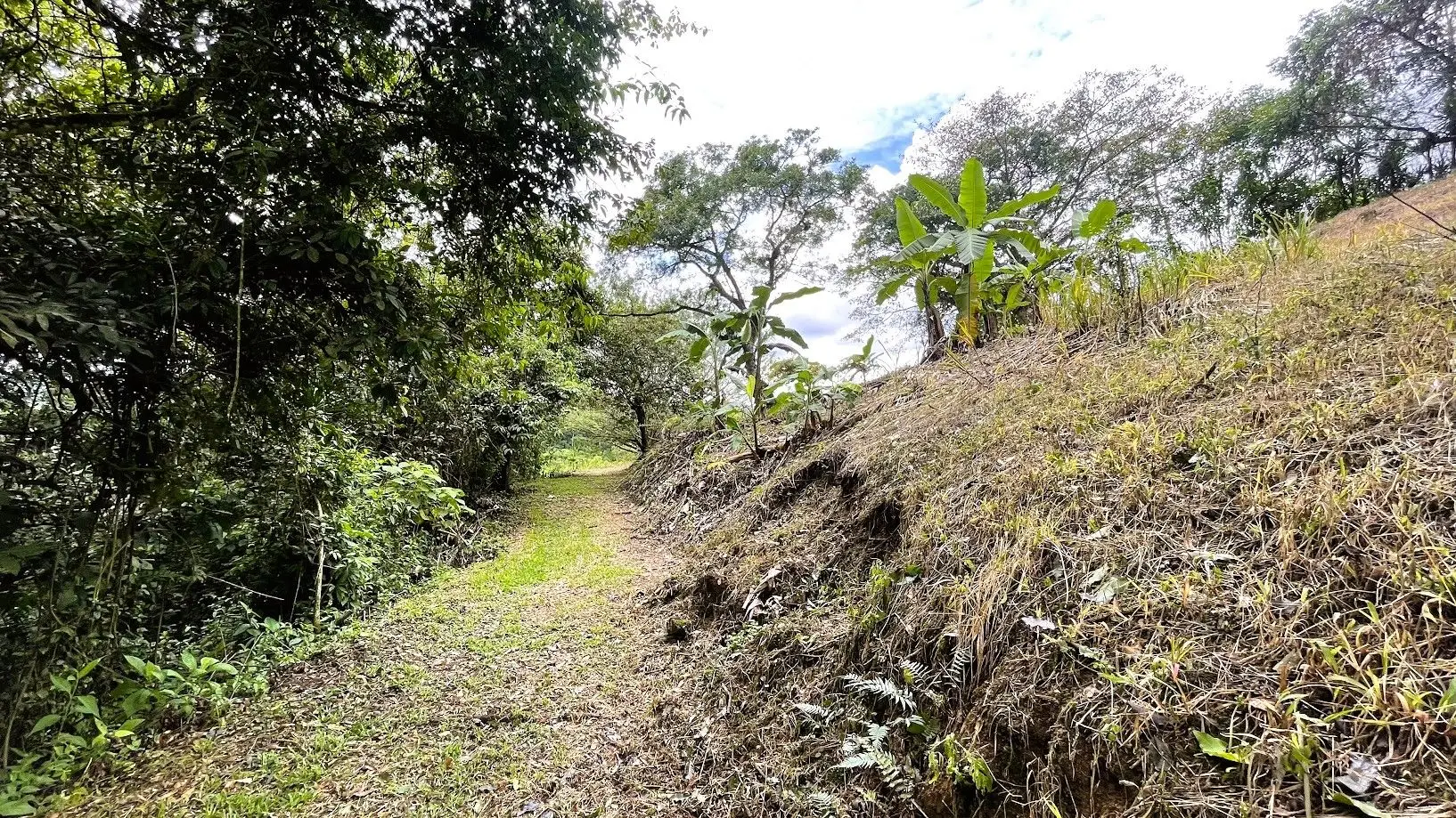LAND FOR SALE IN SAN MIGUEL, NARANJO  - image 5
