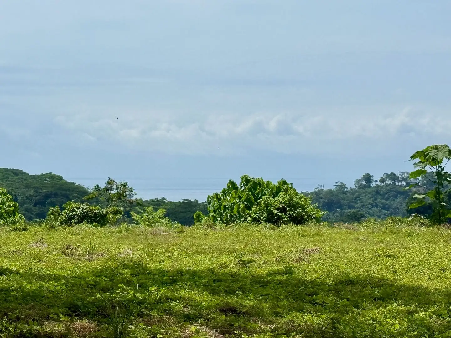 Ocean & Mountain View Property Near Santa Teresa with Impressive Building Platform Surrounded by Jungle - image 2