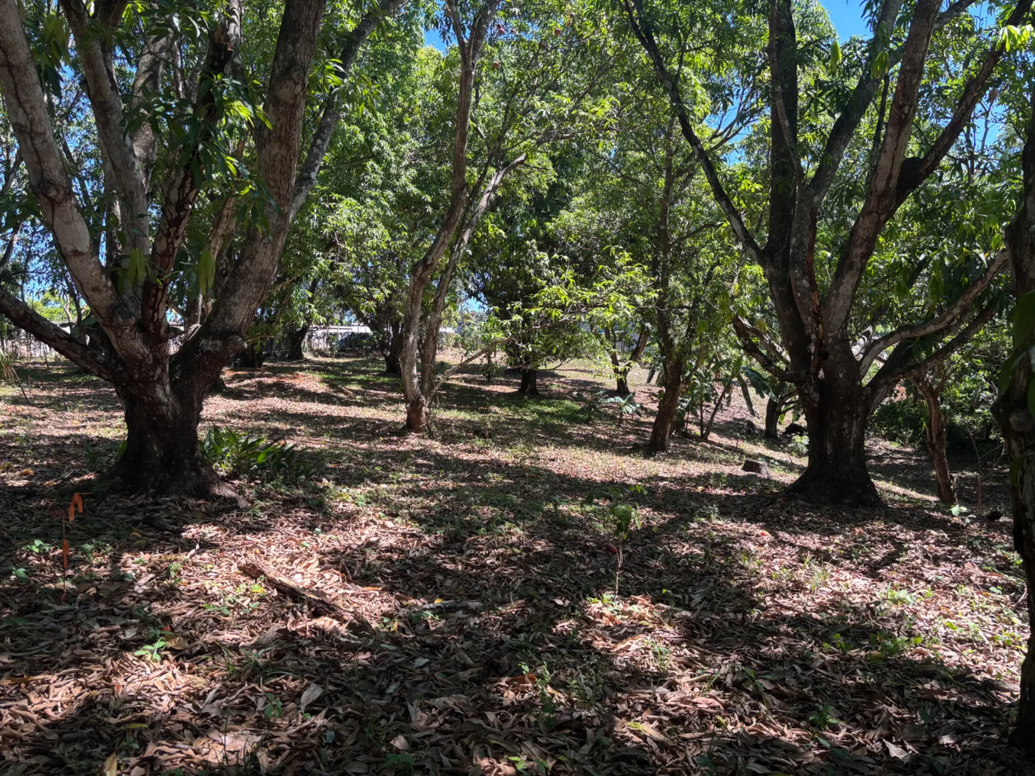 Sale / Very Nice Lot, El Mastate, Orotina, Alajuela - image 7