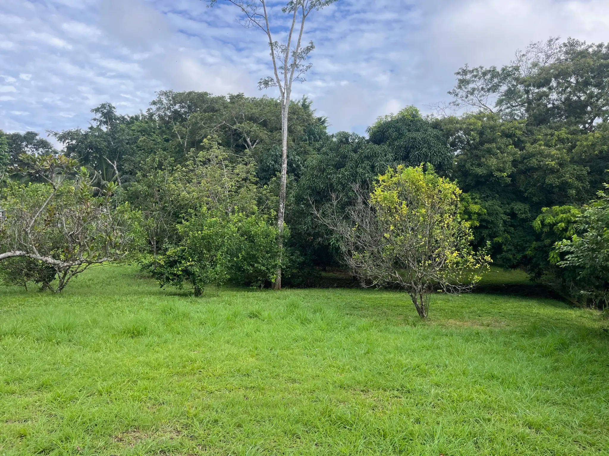 Spacious 2,600 m2 Lot with Fruit Trees near Santa Teresa - Ready to Build  - image 9