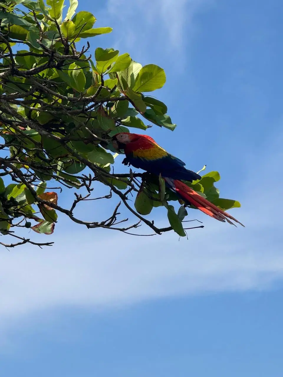Stunning Ocean View Property in Playa Hermosa de Jaco - image 9