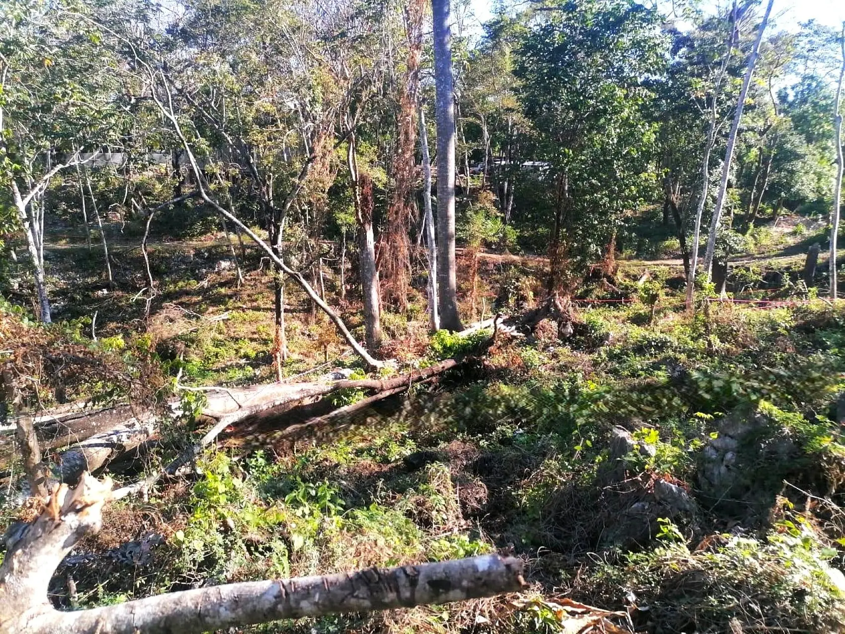 Amazing Tropical Mountain Lot for Sale - Santa Teresa - image 5