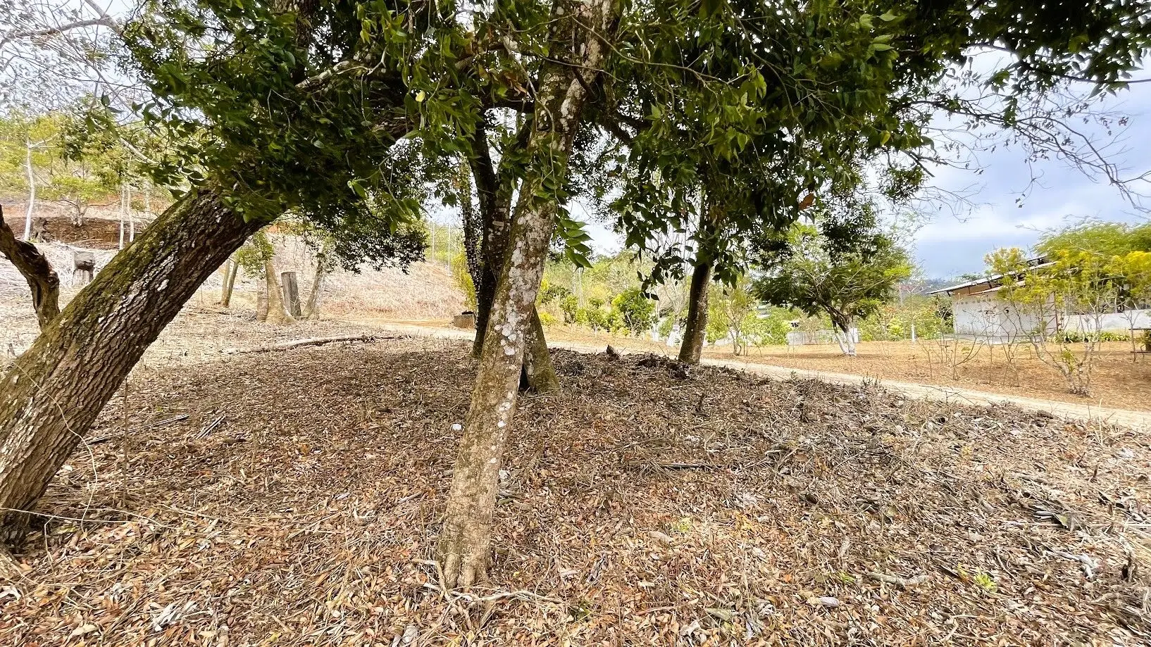 LAND FOR SALE IN SAN ISIDRO, SAN RAMON  - image 7